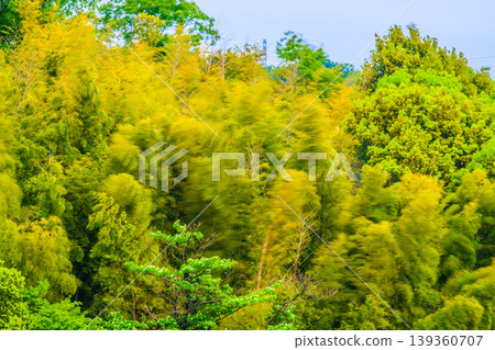Yokohama, Japan: A yellow bamboo grove sways in strong winds... The surrounding trees are covered in fresh green leaves... A transmission tower is visible in the background... Environmental issues = Yokohama City, March 3 Yokohama, Japan: A yellow bamboo grove sways in strong winds... The surrounding trees are covered in fresh green leaves... A transmission tower is visible in the background... Environmental issues = Yokohama City, March 3 139360707