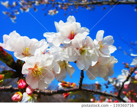 A beautiful scene of cherry blossoms (Somei Yoshino) against a blue sky (photographed in 2026) A beautiful scene of cherry blossoms (Somei Yoshino) against a blue sky (photographed in 2026) 139360716