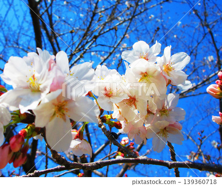 A beautiful scene of cherry blossoms (Somei Yoshino) against a blue sky (photographed in 2026) 139360718