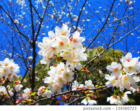A beautiful scene of cherry blossoms (Somei Yoshino) against a blue sky (photographed in 2026) 139360723