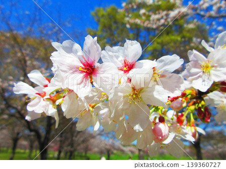 A beautiful scene of cherry blossoms (Somei Yoshino) against a blue sky (photographed in 2026) A beautiful scene of cherry blossoms (Somei Yoshino) against a blue sky (photographed in 2026) 139360727