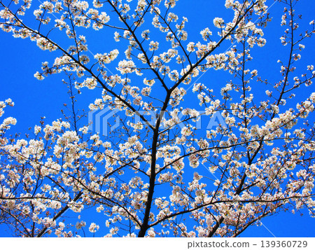 A beautiful scene of cherry blossoms (Somei Yoshino) against a blue sky (photographed in 2026) 139360729