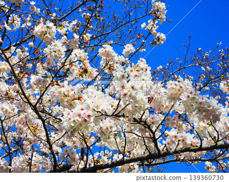 A beautiful scene of cherry blossoms (Somei Yoshino) against a blue sky (photographed in 2026) 139360730