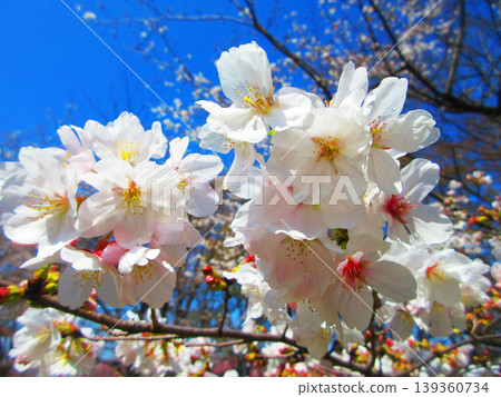 A beautiful scene of cherry blossoms (Somei Yoshino) against a blue sky (photographed in 2026) 139360734