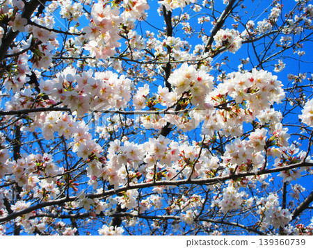 A beautiful scene of cherry blossoms (Somei Yoshino) against a blue sky (photographed in 2026) 139360739
