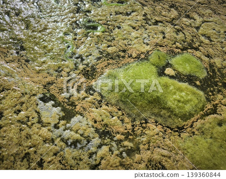 A colorful carpet of green algae over the water surface 139360844