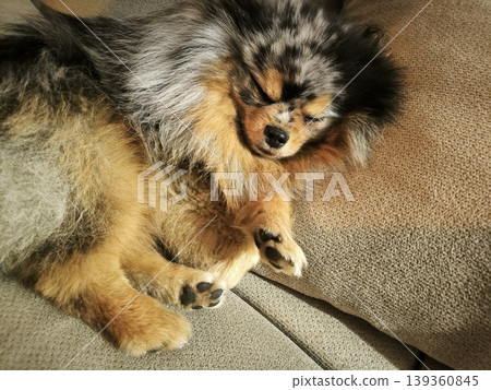 A fluffy Pomeranian sleeps comfortably on the sof A fluffy Pomeranian sleeps comfortably on the sof 139360845