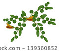 Caper bush with fruits on a white background. 139360852
