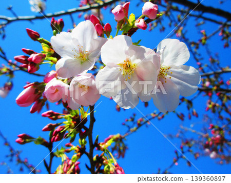 A beautiful scene of cherry blossoms (Somei Yoshino) against a blue sky (photographed in 2026) A beautiful scene of cherry blossoms (Somei Yoshino) against a blue sky (photographed in 2026) 139360897