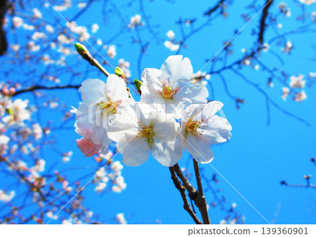 A beautiful scene of cherry blossoms (Somei Yoshino) against a blue sky (photographed in 2026) A beautiful scene of cherry blossoms (Somei Yoshino) against a blue sky (photographed in 2026) 139360901