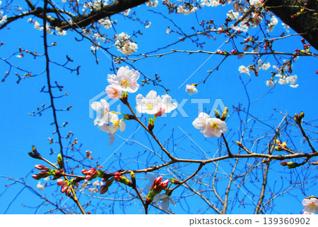 A beautiful scene of cherry blossoms (Somei Yoshino) against a blue sky (photographed in 2026) A beautiful scene of cherry blossoms (Somei Yoshino) against a blue sky (photographed in 2026) 139360902