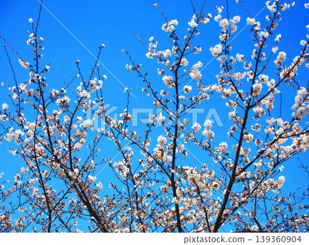 A beautiful scene of cherry blossoms (Somei Yoshino) against a blue sky (photographed in 2026) A beautiful scene of cherry blossoms (Somei Yoshino) against a blue sky (photographed in 2026) 139360904