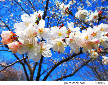 A beautiful scene of cherry blossoms (Somei Yoshino) against a blue sky (photographed in 2026) A beautiful scene of cherry blossoms (Somei Yoshino) against a blue sky (photographed in 2026) 139360907