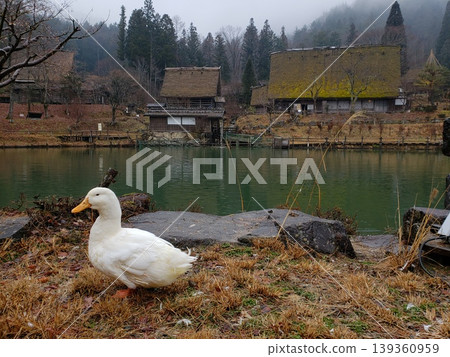 Ducks and villages Ducks and villages 139360959