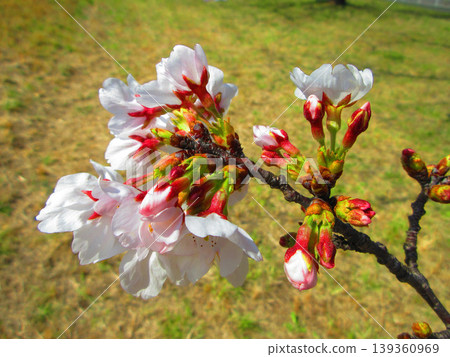Cherry blossom scenery at Toda Sakurazutsumi (Toda City, Saitama Prefecture) in 2026 139360969