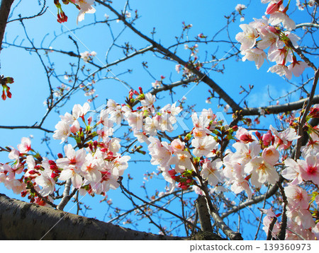 Cherry blossom scenery at Toda Sakurazutsumi (Toda City, Saitama Prefecture) in 2026 139360973