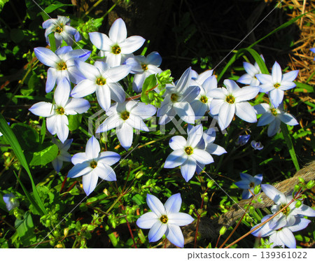 A beautiful scene of Ipheion flowers. 139361022