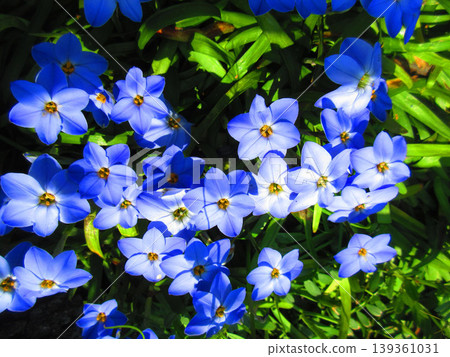 A beautiful scene of blue flowers of the Ipheion flower. A beautiful scene of blue flowers of the Ipheion flower. 139361031