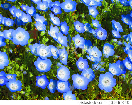 The beautiful scenery of the nemophila garden at Tokyo Metropolitan Ukima Park The beautiful scenery of the nemophila garden at Tokyo Metropolitan Ukima Park 139361058