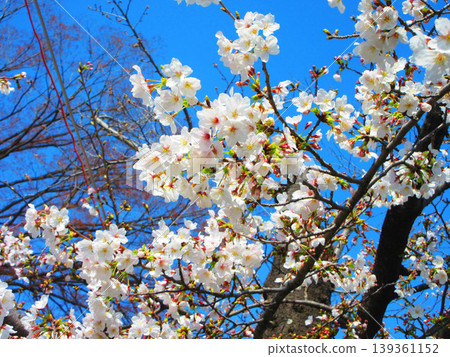 東京都宇喜間公園的櫻花景色(東京都北區和板橋區) 東京都宇喜間公園的櫻花景色(東京都北區和板橋區) 139361152