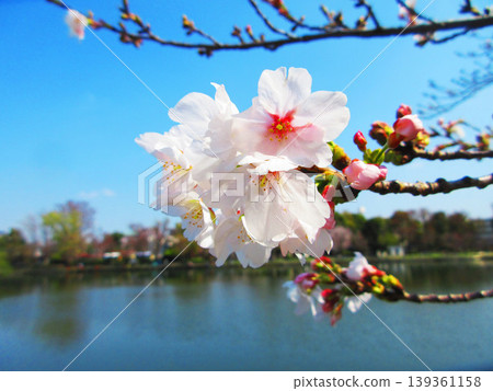 東京都宇喜間公園的櫻花景色(東京都北區和板橋區) 東京都宇喜間公園的櫻花景色(東京都北區和板橋區) 139361158