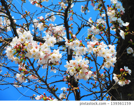 東京都宇喜間公園的櫻花景色(東京都北區和板橋區) 東京都宇喜間公園的櫻花景色(東京都北區和板橋區) 139361159