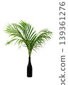 Tropical Palm Leaves in a Glass Vase. palm tree in a flowerpot. palm tree in a vase. Coconut leaf, vase, isolate. 139361276