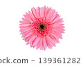 Vibrant Pink Gerbera Daisy Flower Head Isolated on Transparent Background PNG 139361282