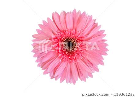 Vibrant Pink Gerbera Daisy Flower Head Isolated on Transparent Background PNG Vibrant Pink Gerbera Daisy Flower Head Isolated on Transparent Background PNG 139361282