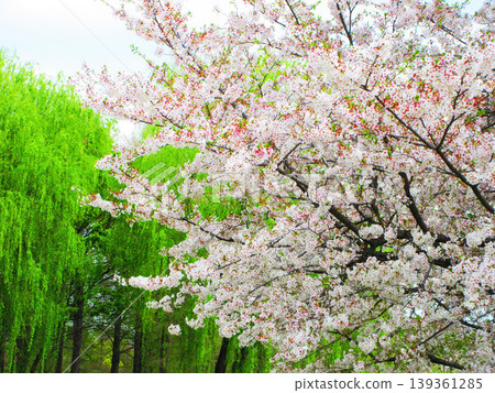 A scene of Somei Yoshino cherry blossoms in Toneri Park, Tokyo (photographed in 2026) A scene of Somei Yoshino cherry blossoms in Toneri Park, Tokyo (photographed in 2026) 139361285