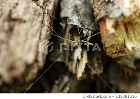 Stick insect larva 139361310