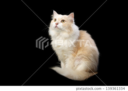 Persian cat, brown and white on a black background. Persian cat, brown and white on a black background. 139361334