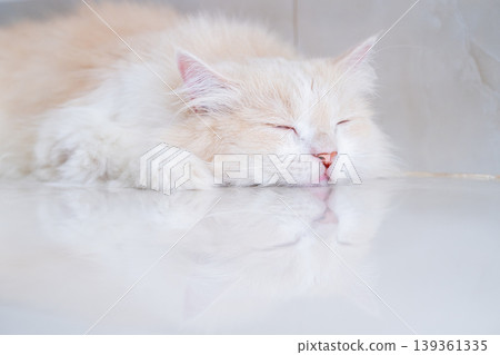 A brown and white Persian cat is sleeping on the floor. Cream Persian Cat Resting on Brown A brown and white Persian cat is sleeping on the floor. Cream Persian Cat Resting on Brown 139361335