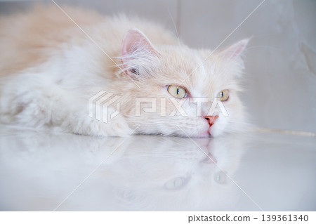 A brown and white Persian cat is sleeping on the floor. Cream Persian Cat Resting on Brown A brown and white Persian cat is sleeping on the floor. Cream Persian Cat Resting on Brown 139361340
