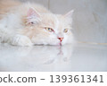A brown and white Persian cat is sleeping on the floor. Cream Persian Cat Resting on Brown 139361341