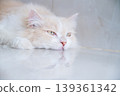 A brown and white Persian cat is sleeping on the floor. Cream Persian Cat Resting on Brown 139361342