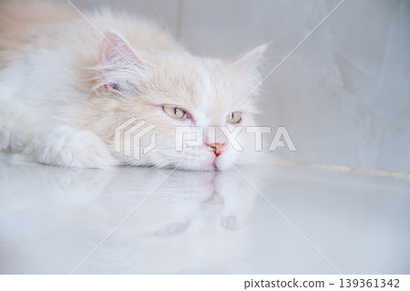 A brown and white Persian cat is sleeping on the floor. Cream Persian Cat Resting on Brown A brown and white Persian cat is sleeping on the floor. Cream Persian Cat Resting on Brown 139361342