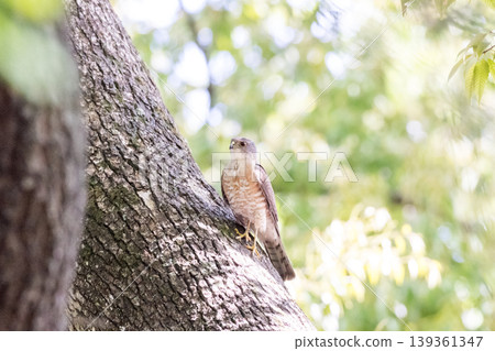 【野鳥】一隻雄性歐亞雀鷹在城市公園休息。 【野鳥】一隻雄性歐亞雀鷹在城市公園休息。 139361347