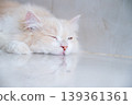 A brown and white Persian cat is sleeping on the floor. Cream Persian Cat Resting on Brown 139361361