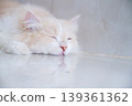 A brown and white Persian cat is sleeping on the floor. Cream Persian Cat Resting on Brown 139361362