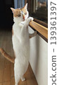 A brown and white cat standing on two legs, holding onto a railing (by a window, vertical orientation). 139361397