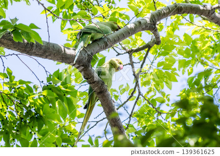 【野生鳥類】玫瑰環鸚鵡在城市公園中已成為野生鳥類 139361625