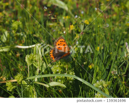 Lycaena phlaeas 139361696