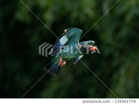 Parenting of a dollarbird Parenting of a dollarbird 139361779