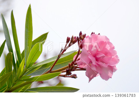 Bamboo Bamboo 1 Bamboo Bamboo 1 139361783