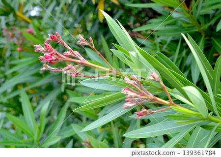 Bamboo Bamboo 2 Bamboo Bamboo 2 139361784