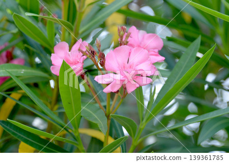 Oleander 3 Oleander 3 139361785