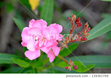 Oleander 7 Oleander 7 139361789