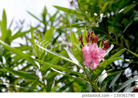 Oleander 8 Oleander 8 139361790
