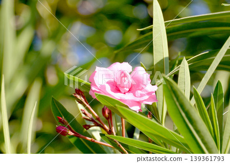 Oleander 12 Oleander 12 139361793